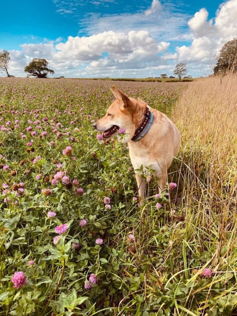 Lulu, a Hong Kong Village Dog tested with EmbarkVet.com