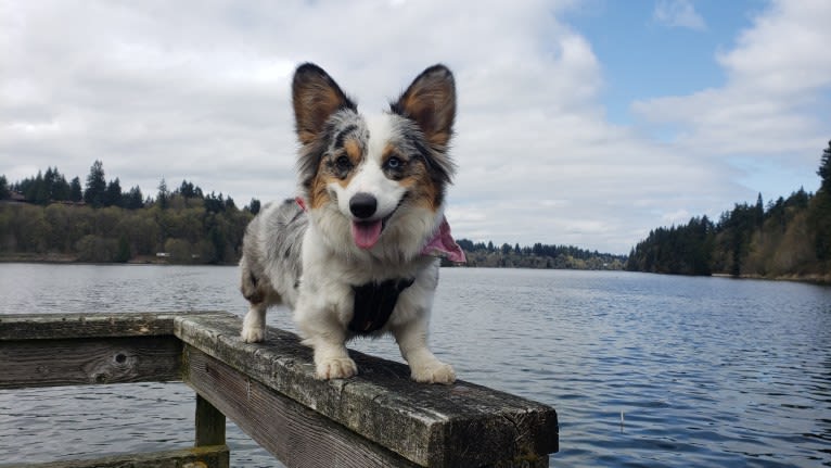 Lady Merle, a Cardigan Welsh Corgi and Pembroke Welsh Corgi mix tested with EmbarkVet.com