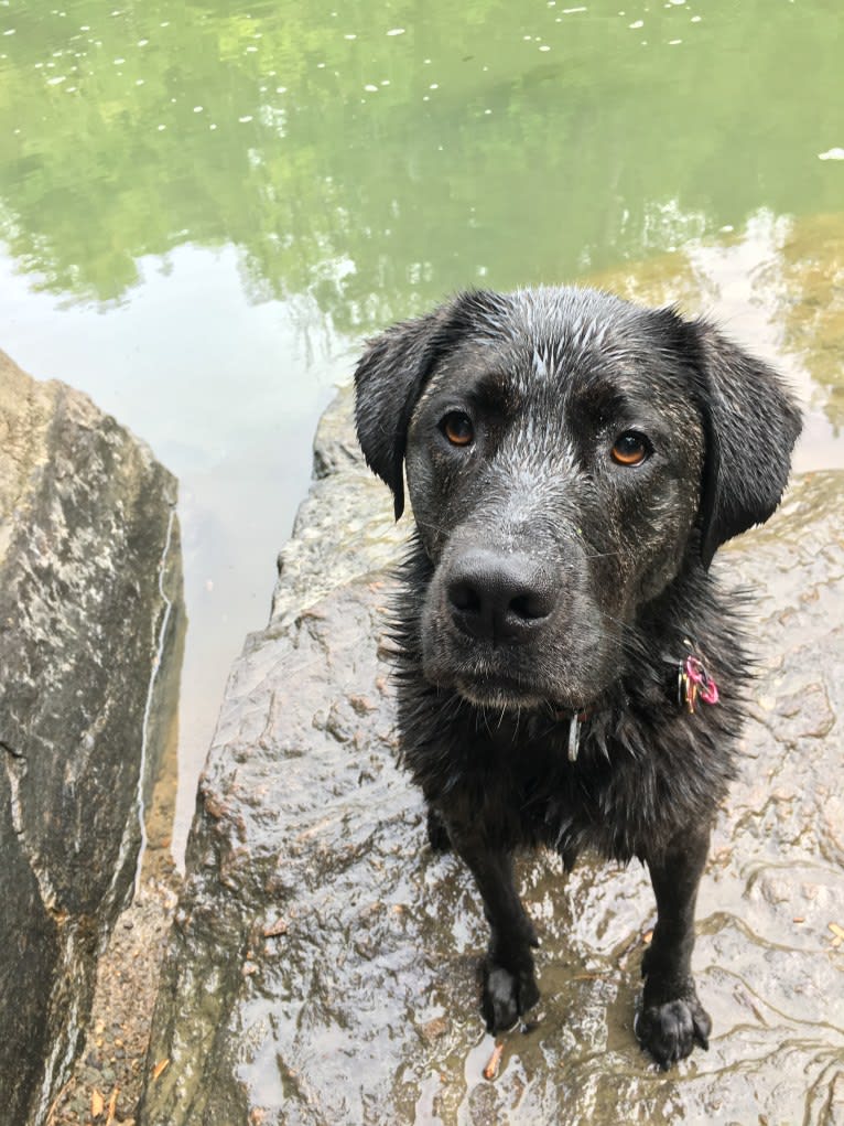 Ula, a Labrador Retriever and Saint Bernard mix tested with EmbarkVet.com