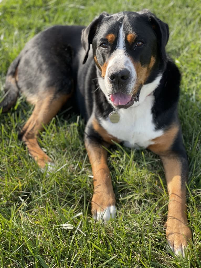 Finley, a Greater Swiss Mountain Dog tested with EmbarkVet.com