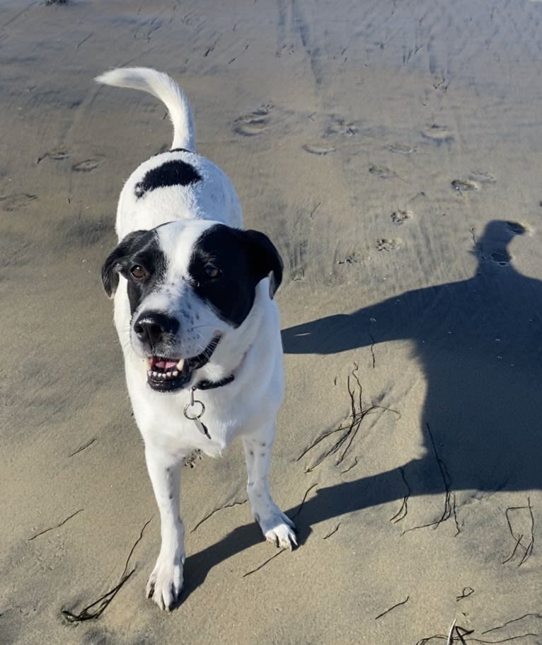 Millie, an American Pit Bull Terrier and Labrador Retriever mix tested with EmbarkVet.com