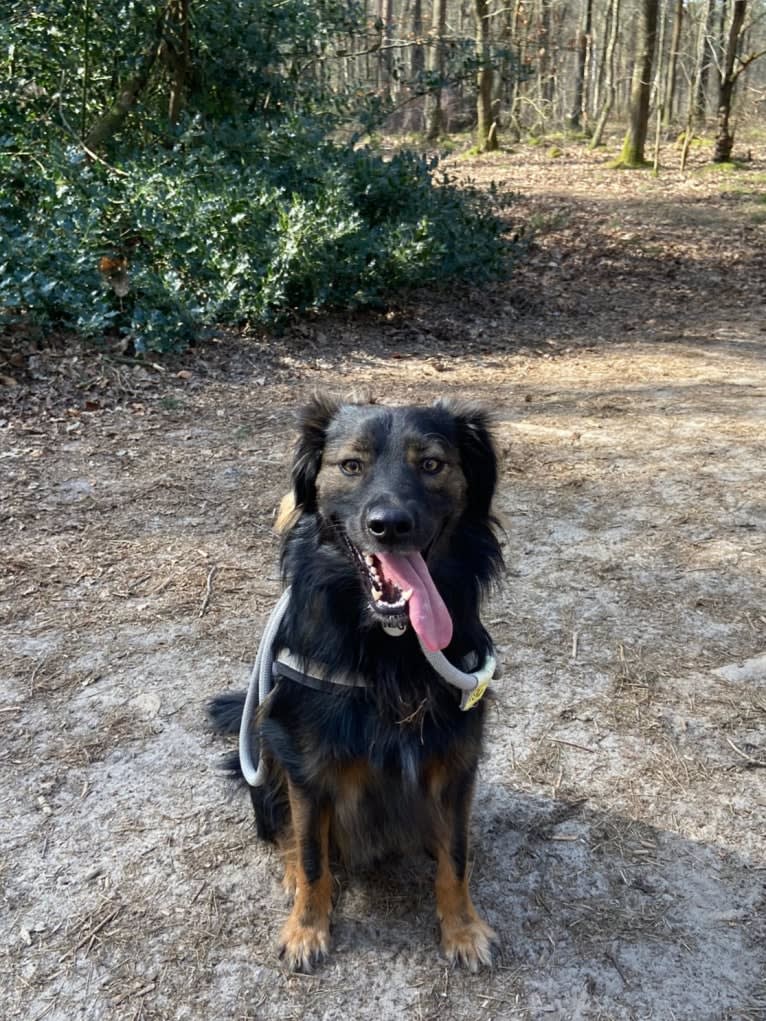 Coco, an Eastern European Village Dog tested with EmbarkVet.com