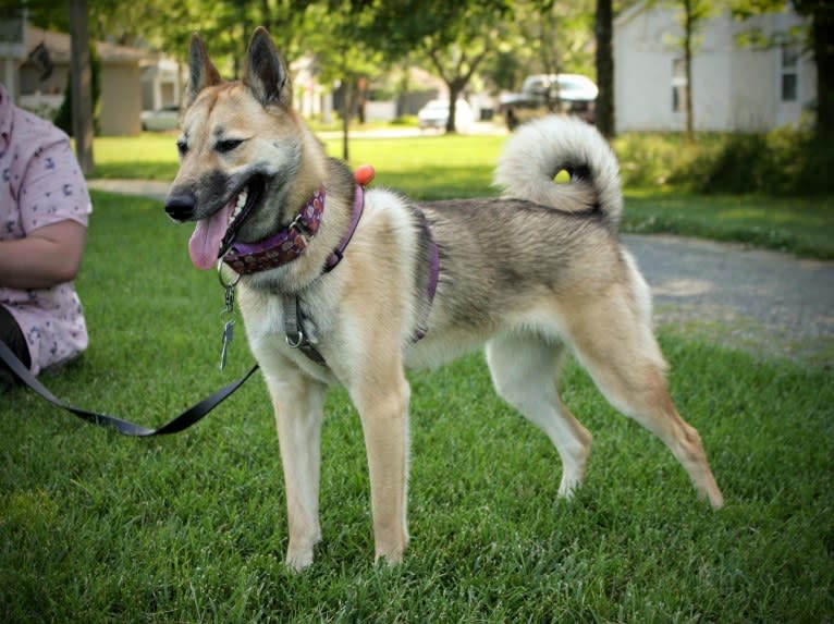 Raven, a West Siberian Laika tested with EmbarkVet.com