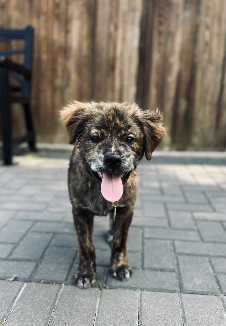 Rudder, a Labrador Retriever and Chow Chow mix tested with EmbarkVet.com