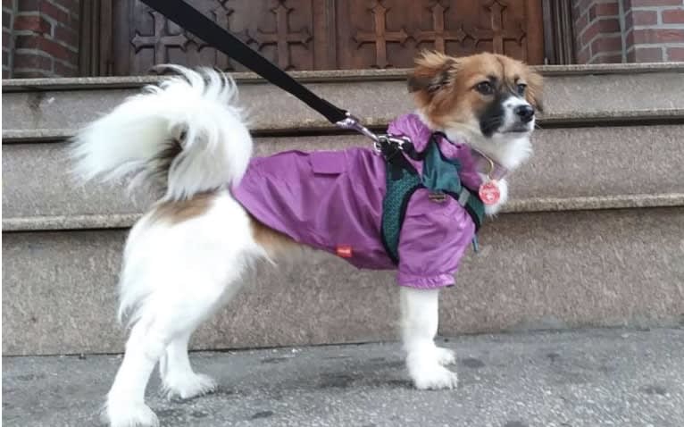 Lucy, a Japanese or Korean Village Dog and Shih Tzu mix tested with EmbarkVet.com