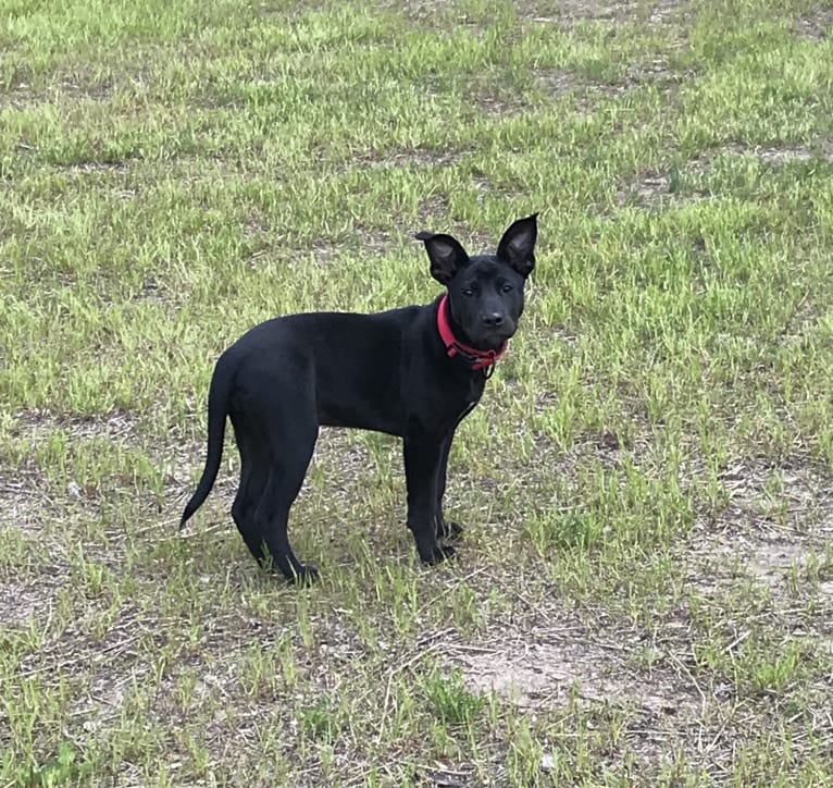 Ru, an American Pit Bull Terrier and German Shepherd Dog mix tested with EmbarkVet.com