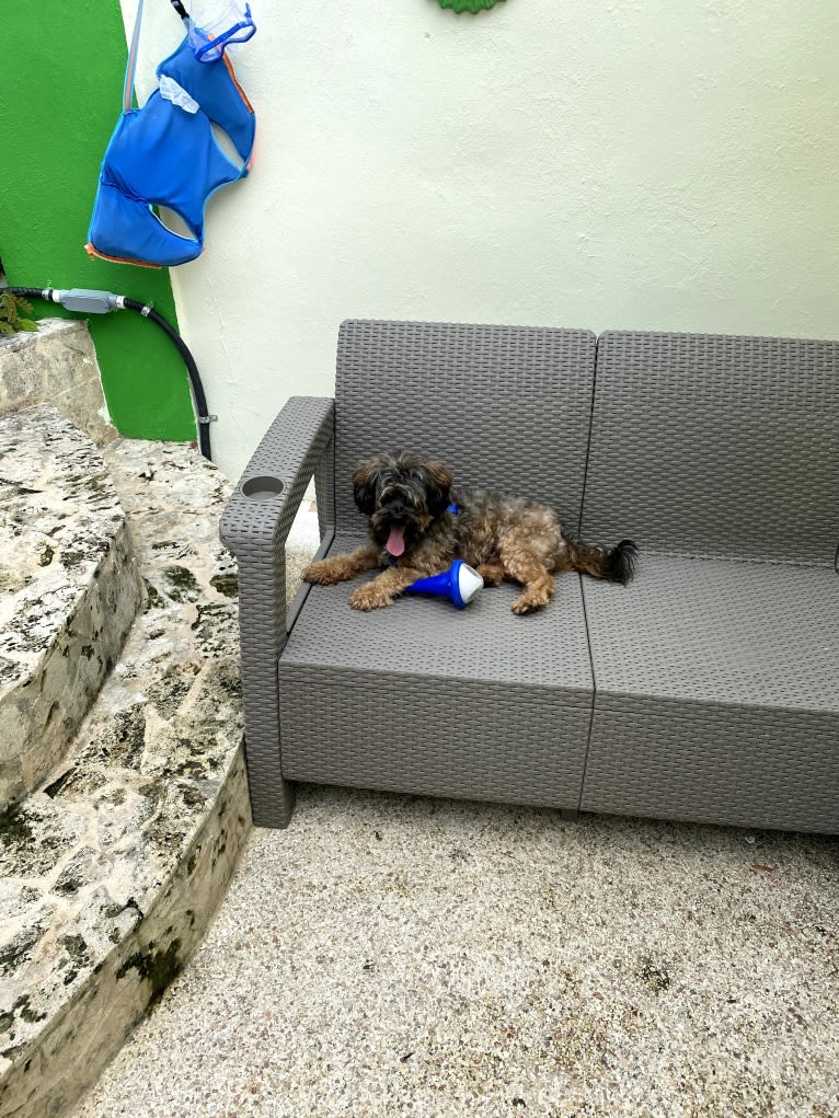 Dakota, a Shihpoo tested with EmbarkVet.com