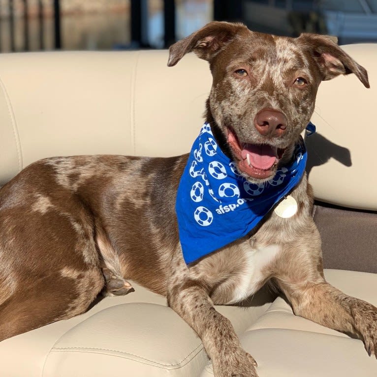 Davey Jones, an American Pit Bull Terrier and Labrador Retriever mix tested with EmbarkVet.com