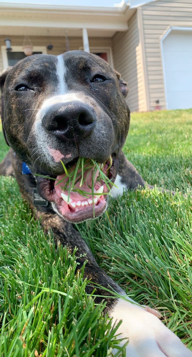 Chidi Buddy, an American Bully tested with EmbarkVet.com