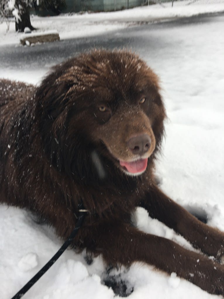 Rosey, a Newfoundland and Siberian Husky mix tested with EmbarkVet.com