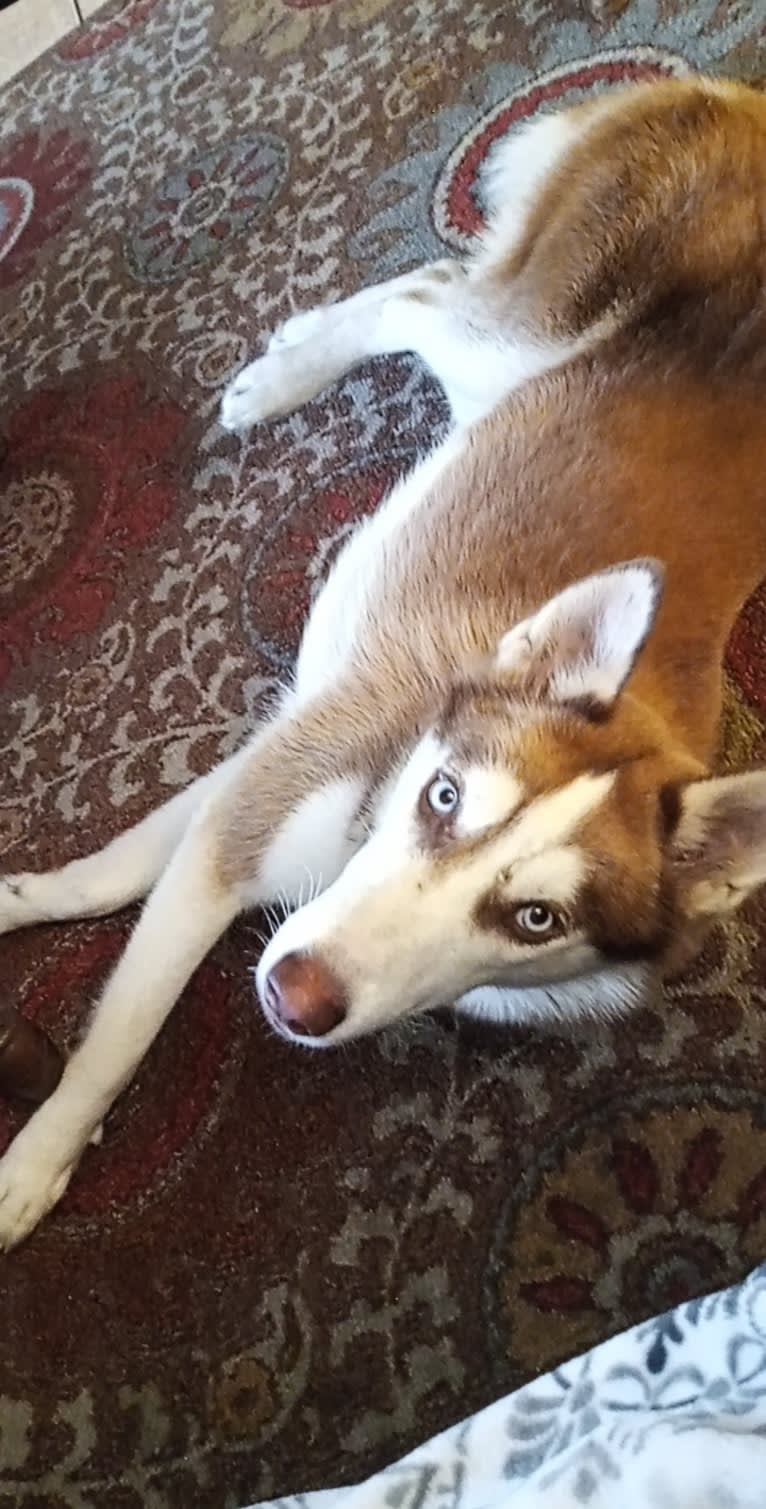 Titan, a Gerberian Shepsky tested with EmbarkVet.com