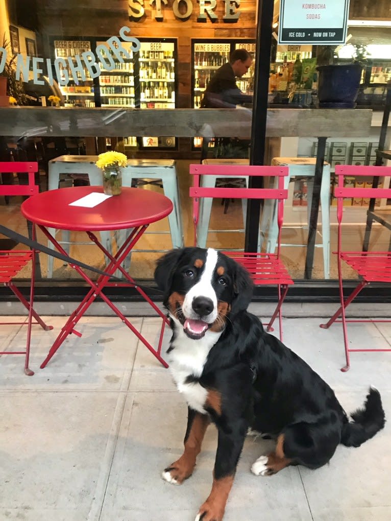 Teddy, a Bernese Mountain Dog tested with EmbarkVet.com