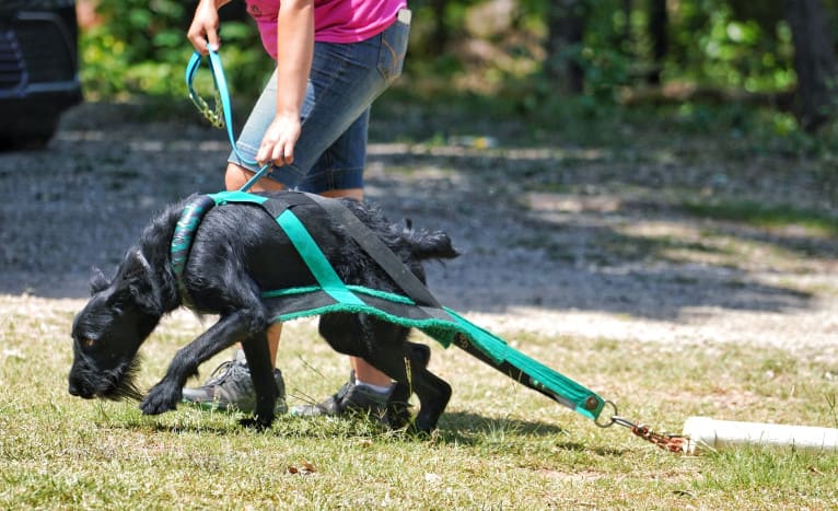 Vaatu, a Black Russian Terrier and Belgian Malinois mix tested with EmbarkVet.com