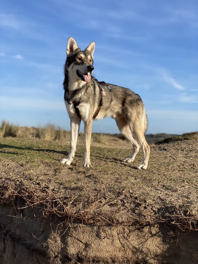 Kasper (Mountain Dew Phillip), a Saarloos Wolfdog tested with EmbarkVet.com