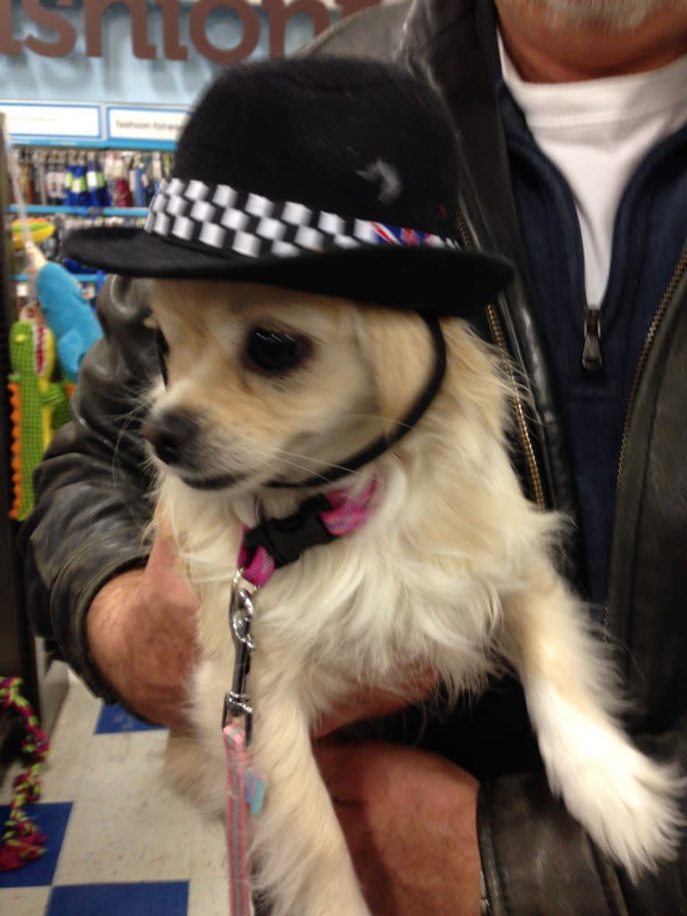 Loli, a Chihuahua and Pekingese mix tested with EmbarkVet.com