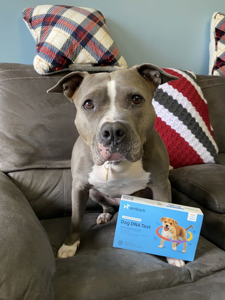 Ariel, an American Bully tested with EmbarkVet.com