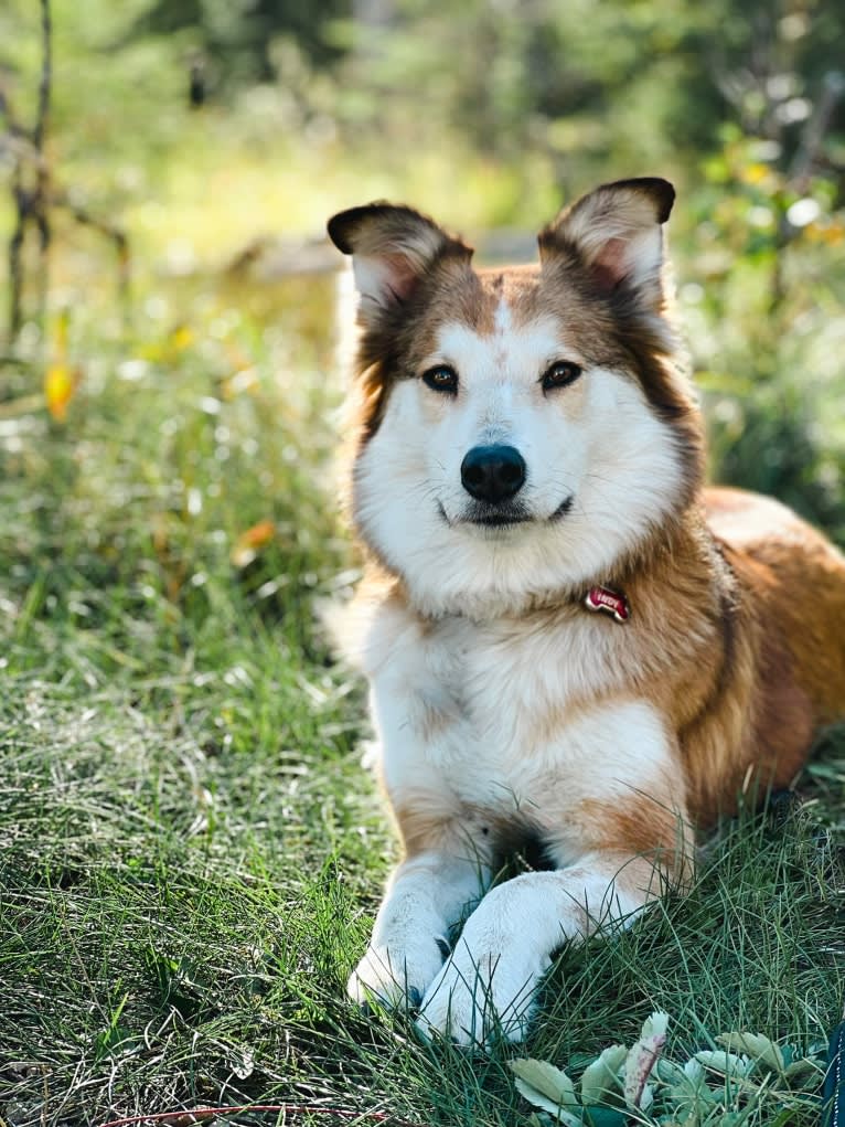 Indy, an Australian Shepherd and Border Collie mix tested with EmbarkVet.com