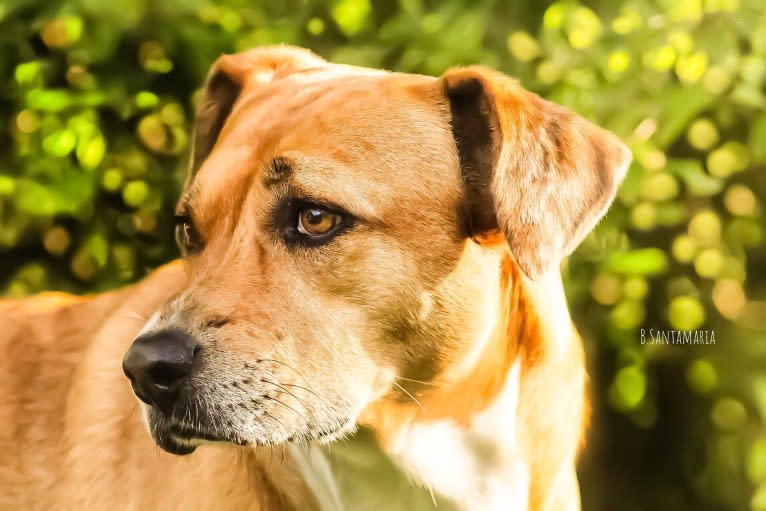 Roxie, an American Pit Bull Terrier and Australian Shepherd mix tested with EmbarkVet.com