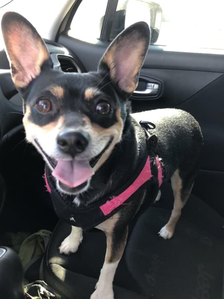Sadie Linn, a Rat Terrier and Chihuahua mix tested with EmbarkVet.com