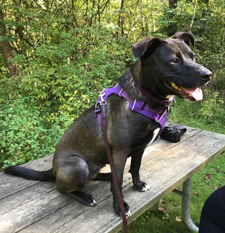 Luna, an American Pit Bull Terrier and Norwegian Elkhound mix tested with EmbarkVet.com