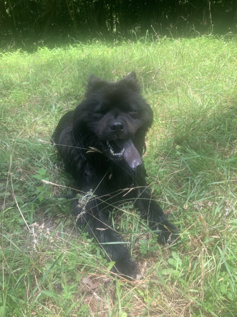 Sheva, a Chow Chow and Norwegian Elkhound mix tested with EmbarkVet.com