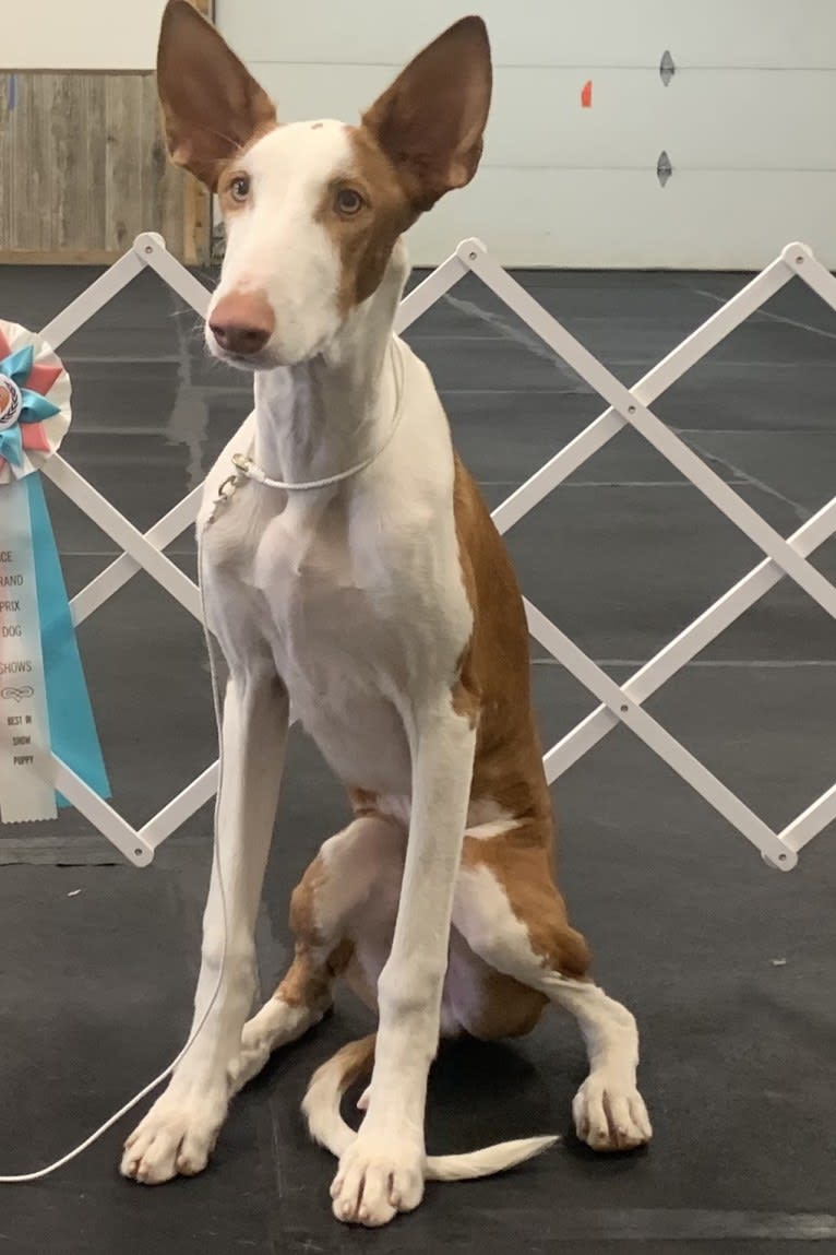 Legend, an Ibizan Hound tested with EmbarkVet.com