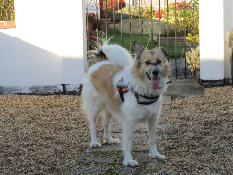 Aslan, an European Village Dog tested with EmbarkVet.com