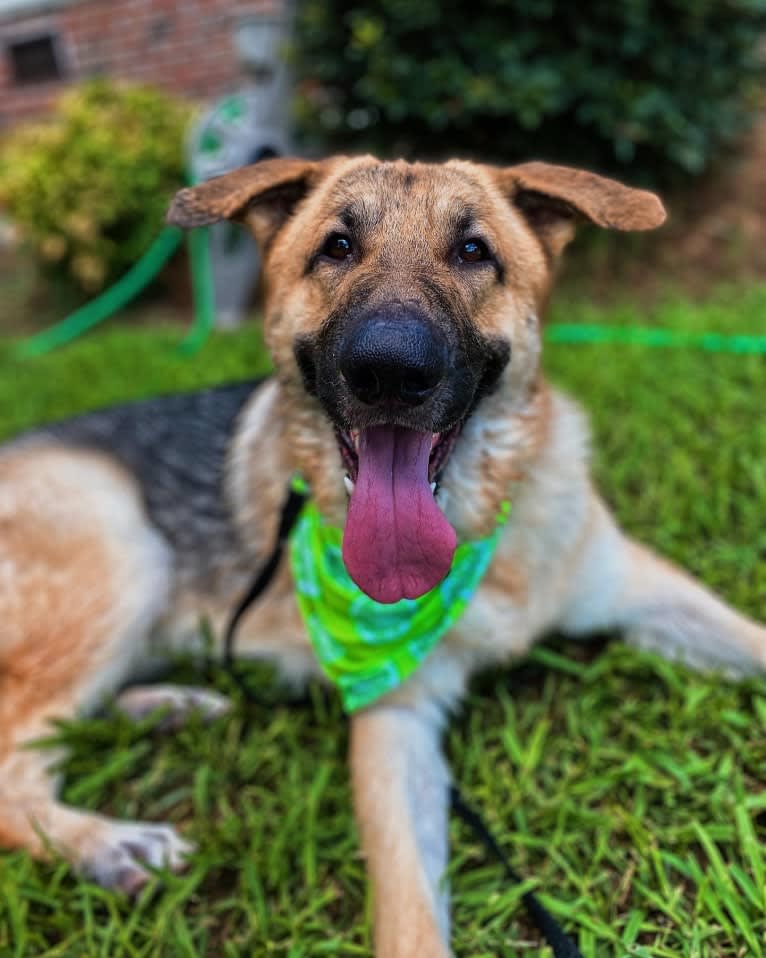 Strider, a German Shepherd Dog tested with EmbarkVet.com