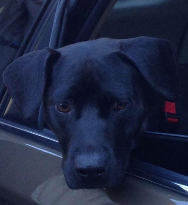 Maple, an American Bully and Rottweiler mix tested with EmbarkVet.com