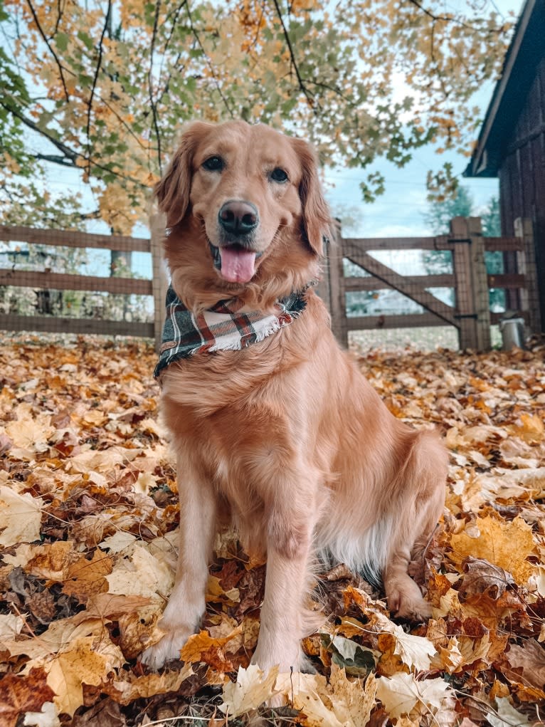 Marley, a Golden Retriever tested with EmbarkVet.com