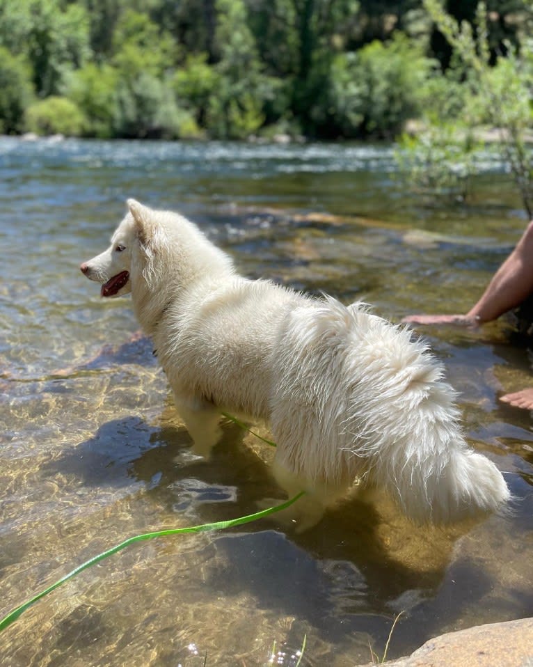 Aspen of Freedom Huskies, a Siberian Husky tested with EmbarkVet.com