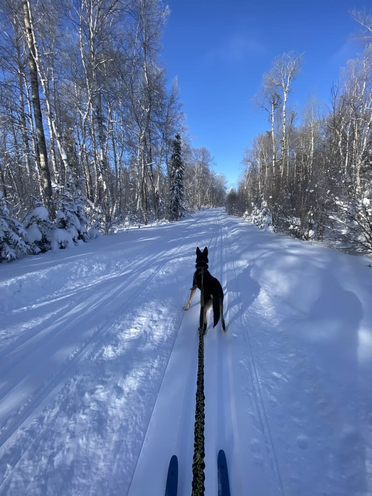 Ernest, an Alaskan-type Husky tested with EmbarkVet.com