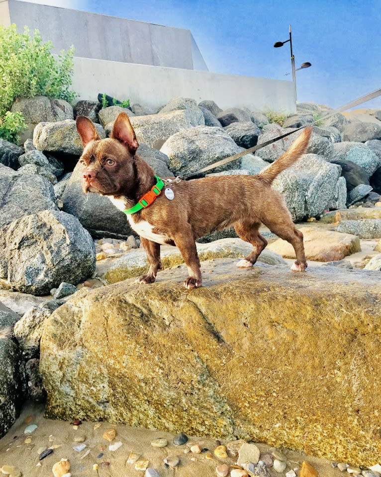 Kiki, a French Bulldog and Chihuahua mix tested with EmbarkVet.com