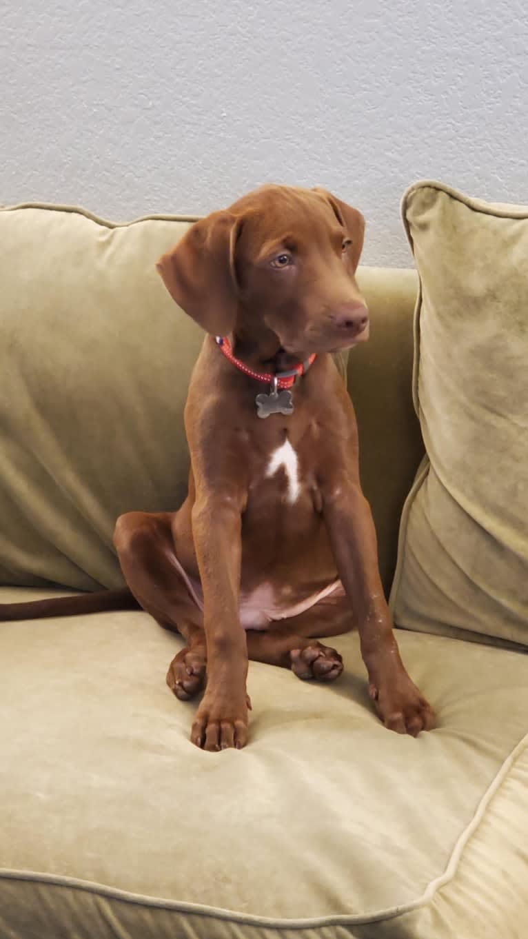 Kingston, a Weimaraner and Labrador Retriever mix tested with EmbarkVet.com