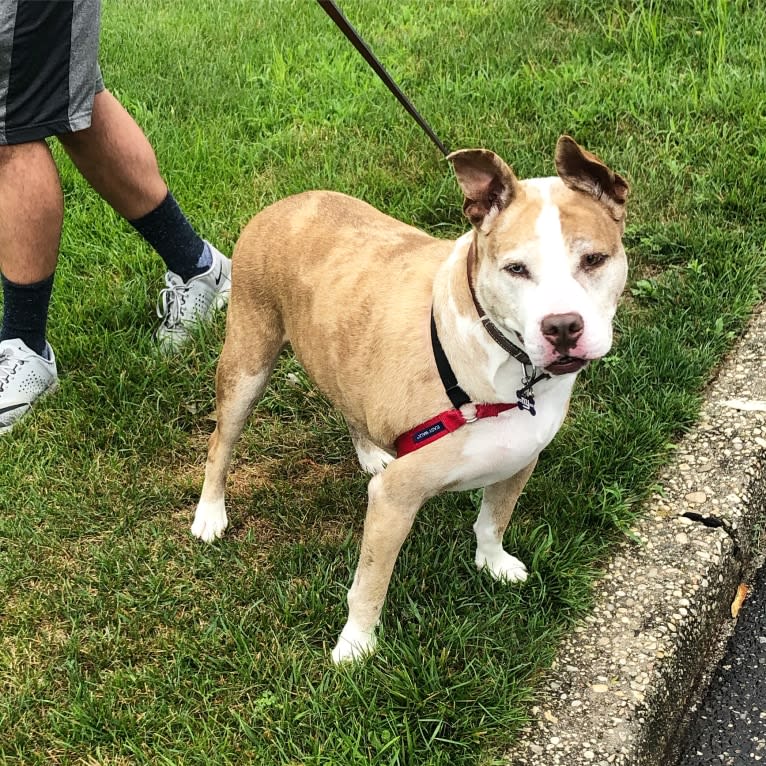 Louie, an American Pit Bull Terrier and American Staffordshire Terrier mix tested with EmbarkVet.com