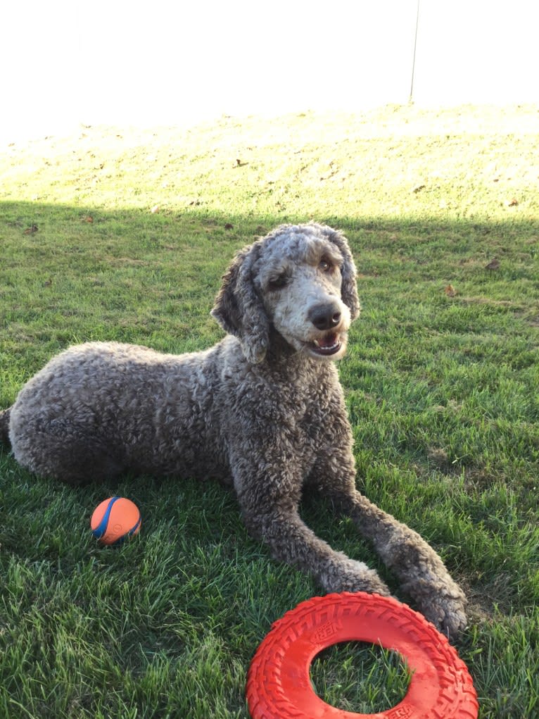 Lincoln, a Poodle (Standard) tested with EmbarkVet.com