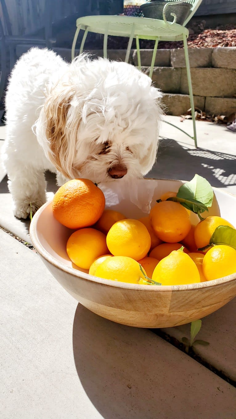 Moxie Fluff-Nugget, a Maltese and Lhasa Apso mix tested with EmbarkVet.com