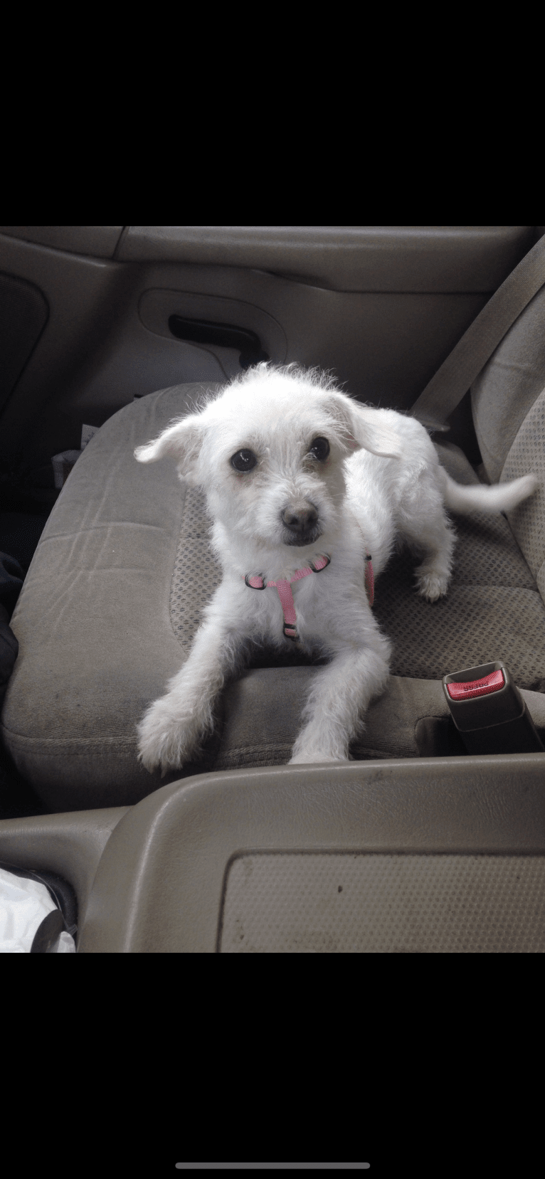 Bella, a Poodle (Small) and Chihuahua mix tested with EmbarkVet.com
