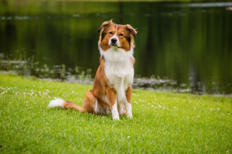 Mac, an English Shepherd tested with EmbarkVet.com