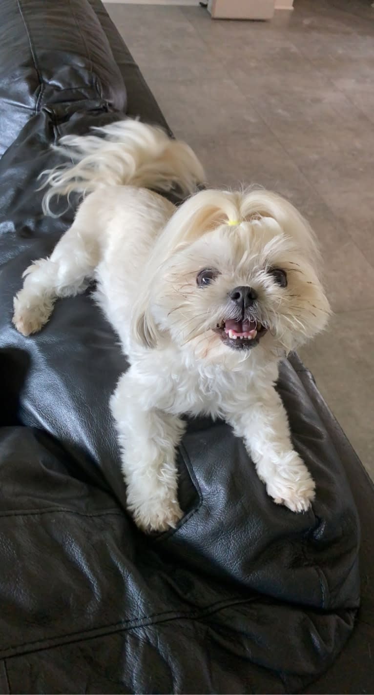 Aria, a Maltese and Pekingese mix tested with EmbarkVet.com