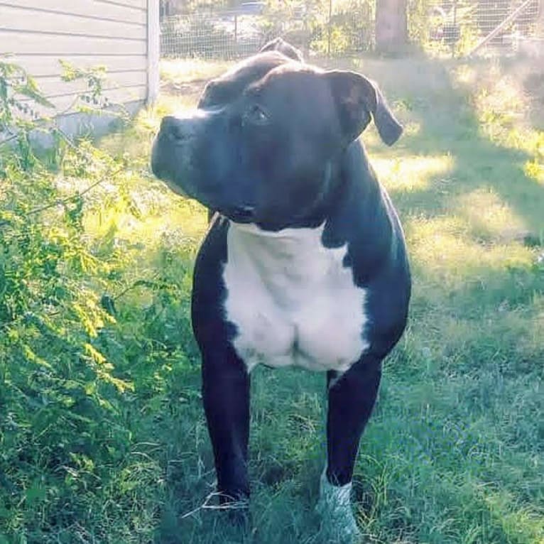 Hulk-E-Boy, an American Bully tested with EmbarkVet.com