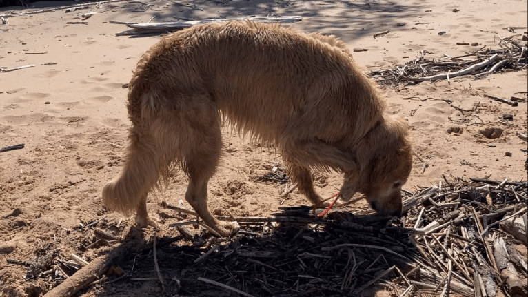 Timber “Gross Manor’s I’ll Be The One You Won’t Forget”, a Golden Retriever tested with EmbarkVet.com