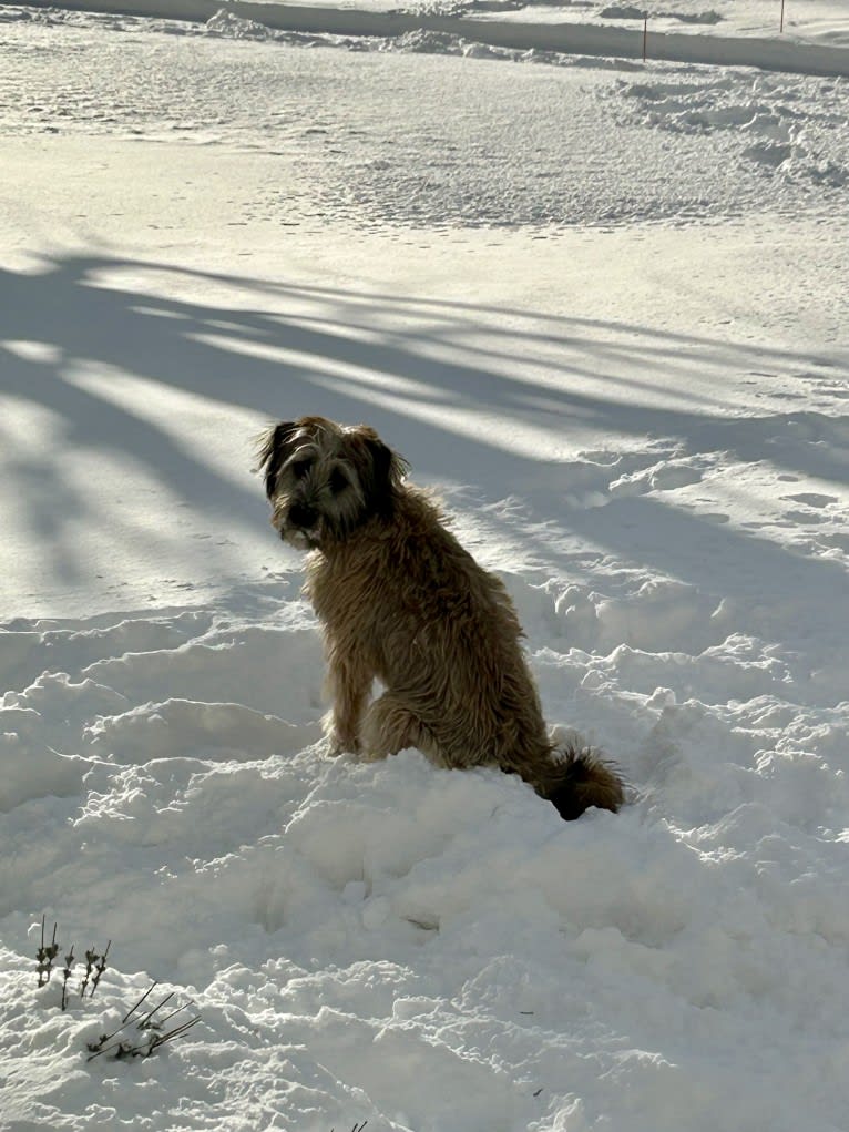 Pickles, a Norwegian Elkhound and Soft Coated Wheaten Terrier mix tested with EmbarkVet.com