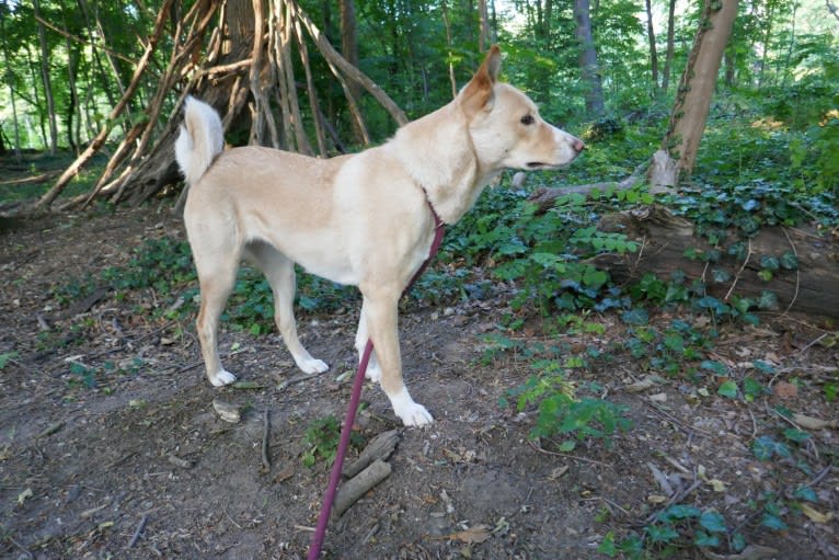 Abbie, a Canaan Dog tested with EmbarkVet.com