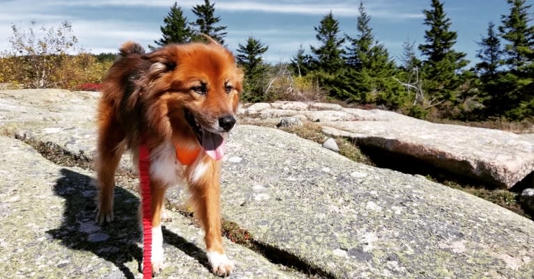 Huxley, a Chow Chow and Rottweiler mix tested with EmbarkVet.com