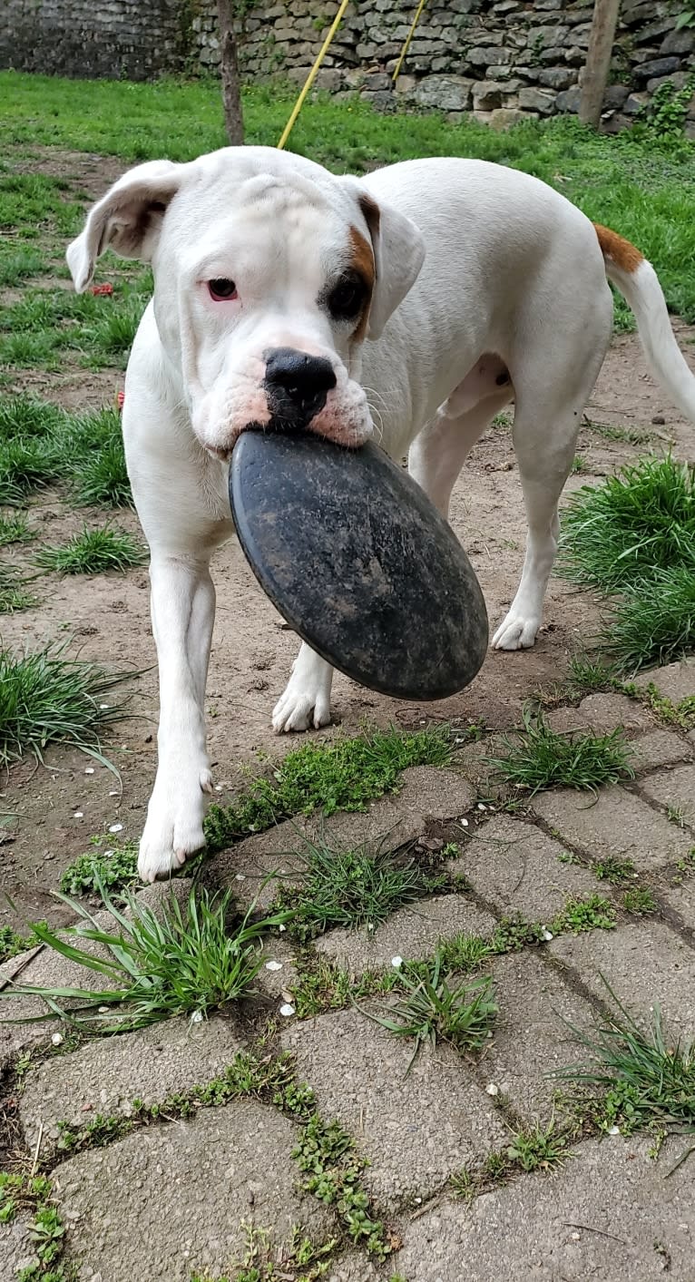 Thorsen, a Boxer and Saint Bernard mix tested with EmbarkVet.com