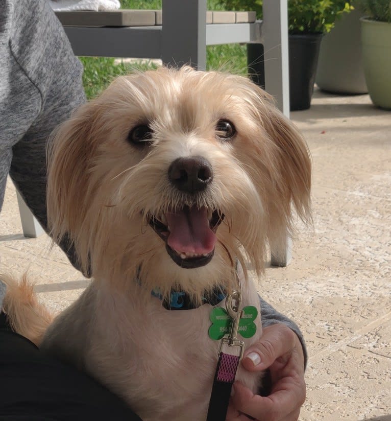 Chance, a Yorkshire Terrier and Shih Tzu mix tested with EmbarkVet.com