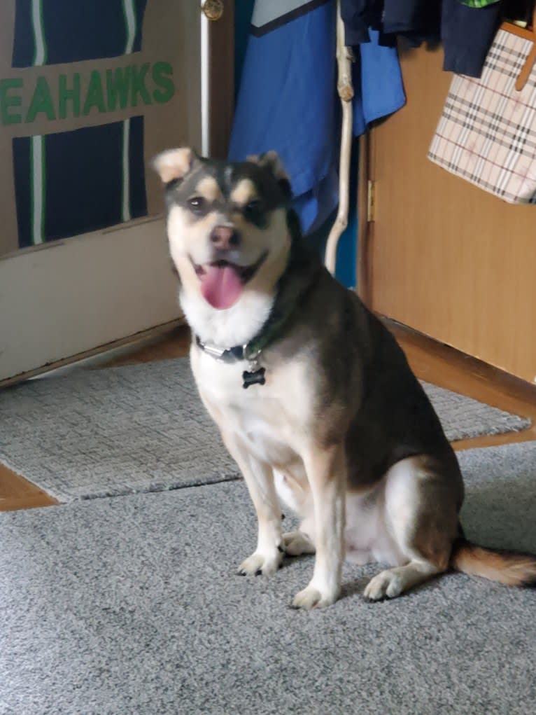 Leo, an Australian Cattle Dog and French Bulldog mix tested with EmbarkVet.com