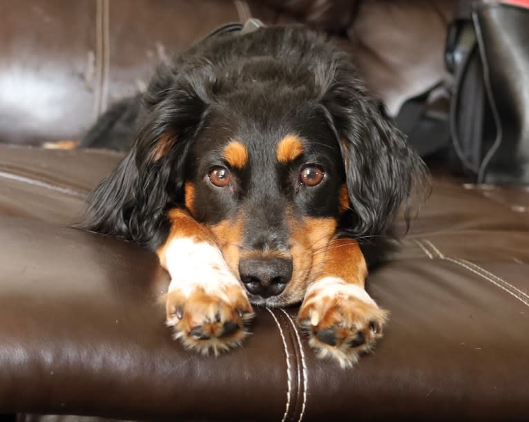 Colt, a Rat Terrier and Bluetick Coonhound mix tested with EmbarkVet.com