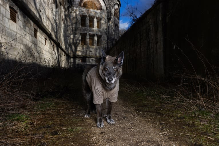 Tanis, an European Village Dog tested with EmbarkVet.com